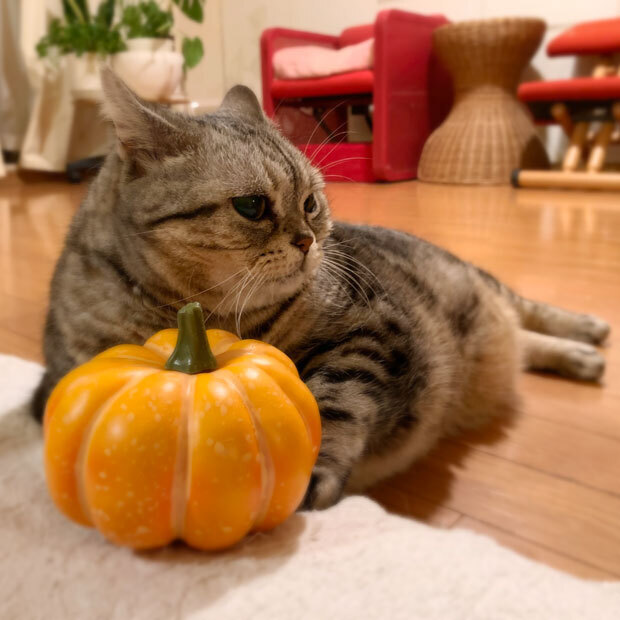 sumomo365_202010_Halloween_00.jpg