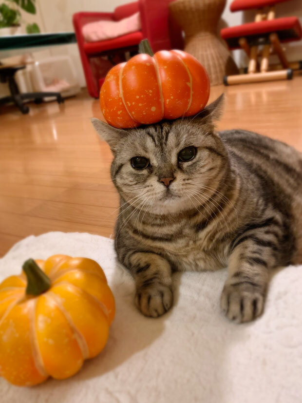 sumomo365_202010_Halloween_01.jpg