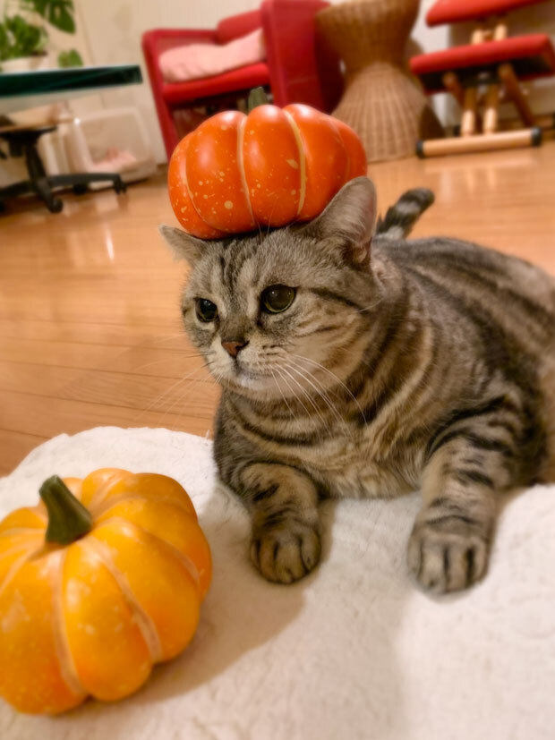 sumomo365_202010_Halloween_02.jpg