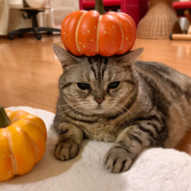 sumomo365_202010_Halloween_03.jpg