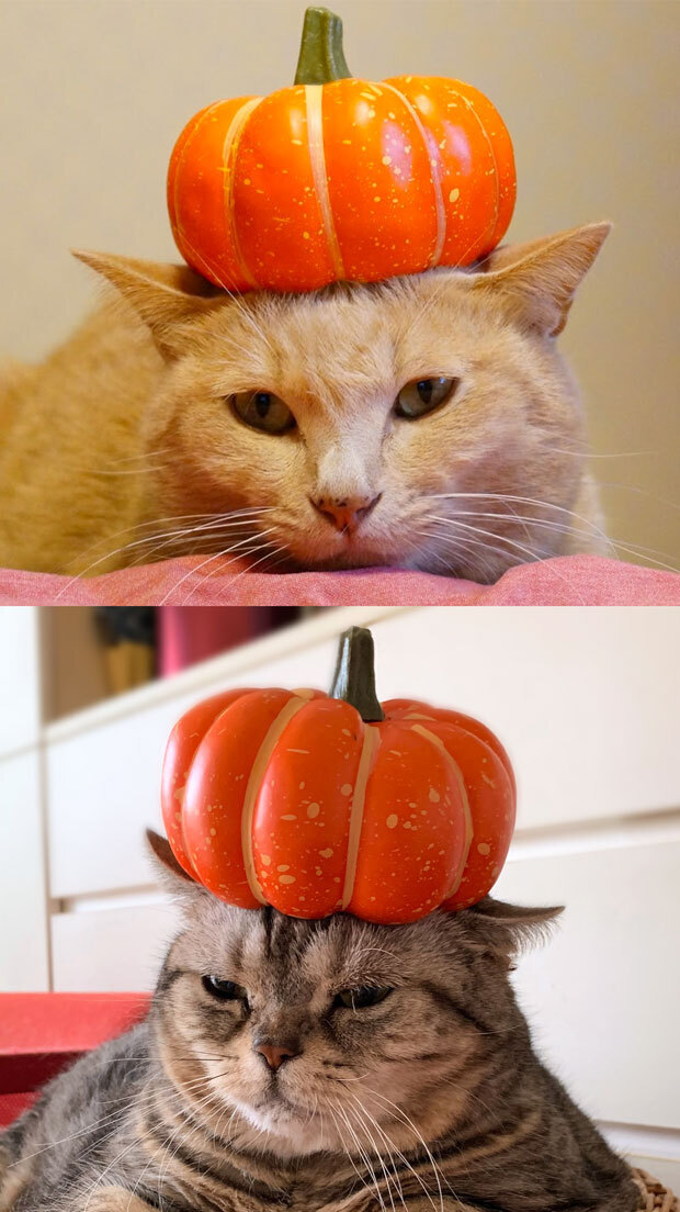 sumomo365_202010_Umekichi_Sumomo_Pumpkin King_00.jpg