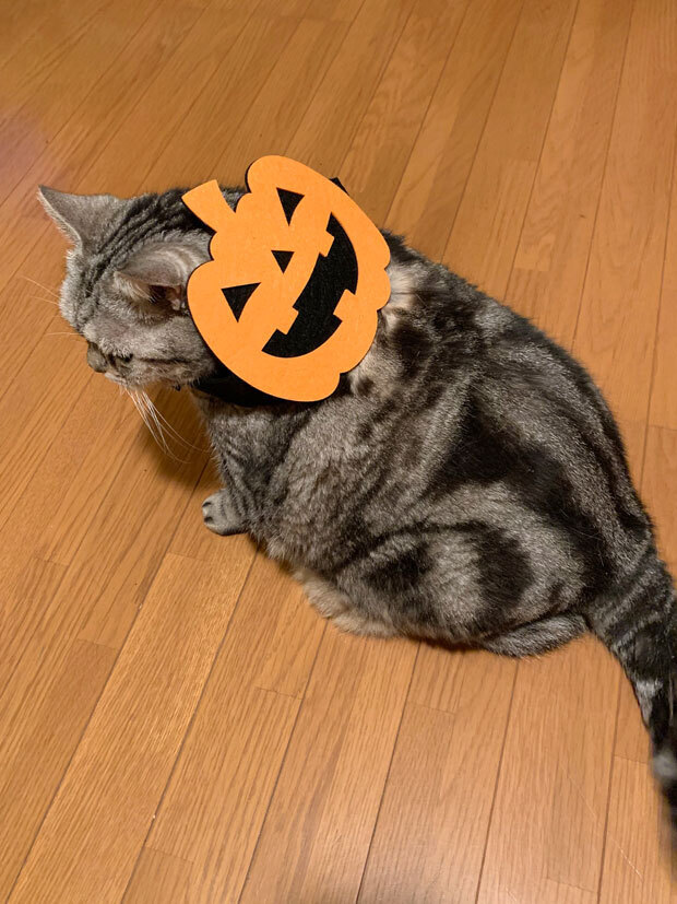 sumomo365_202010_pumpkin_mask_01.jpg