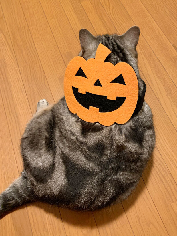 sumomo365_202010_pumpkin_mask_02.jpg