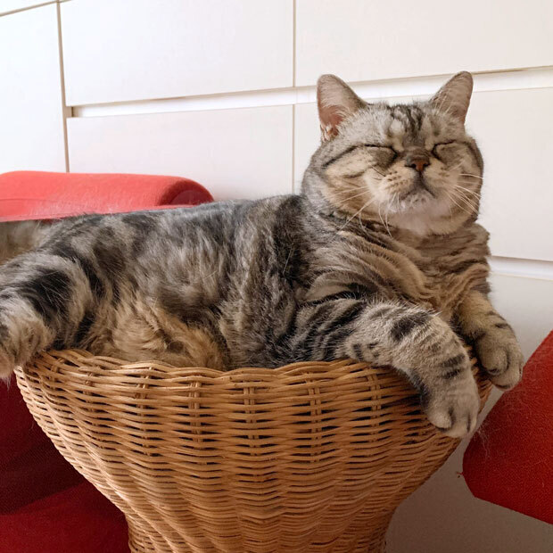 sumomo365_202010_relax01_01.jpg