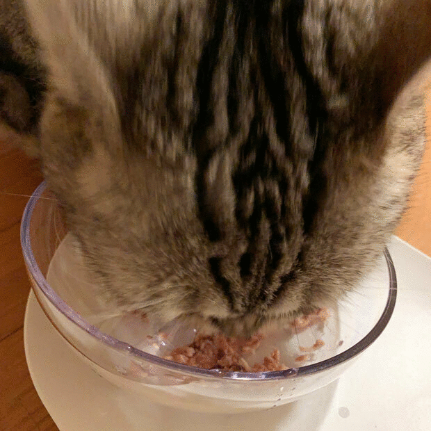 sumomo365_202012_Food_bowl_03_03.gif