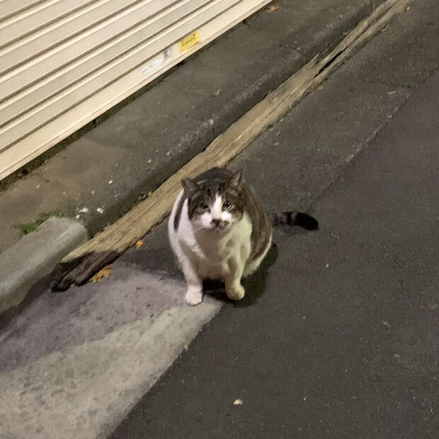 sumomo365_202012_Outside_cat_00.jpg
