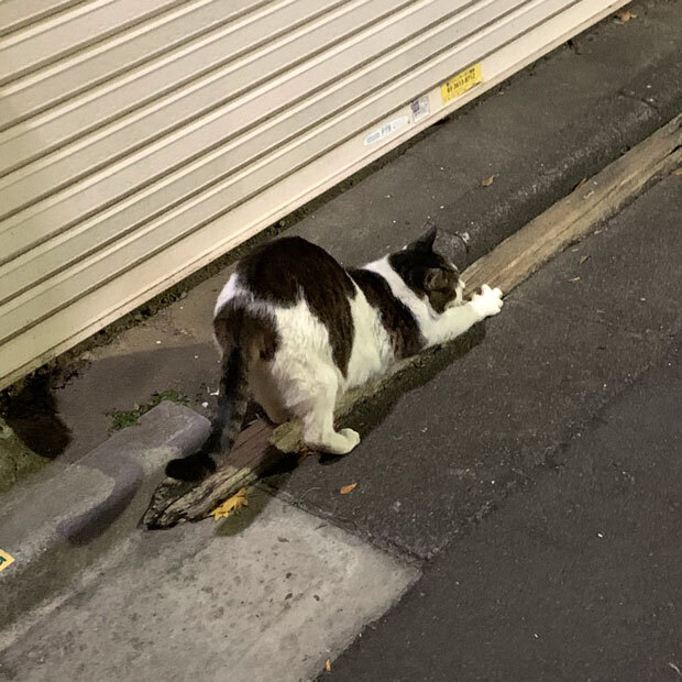 sumomo365_202012_Outside_cat_01.jpg
