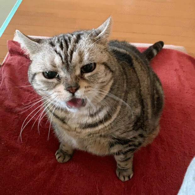 sumomo365_202101_bark_05_1212.gif