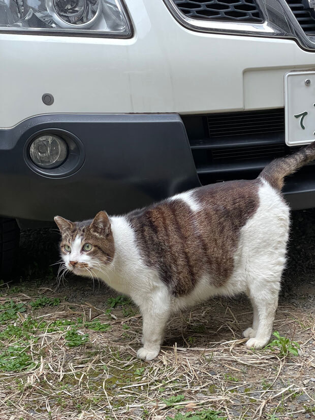 sumomo365_202104_Outside_cat_01.jpg