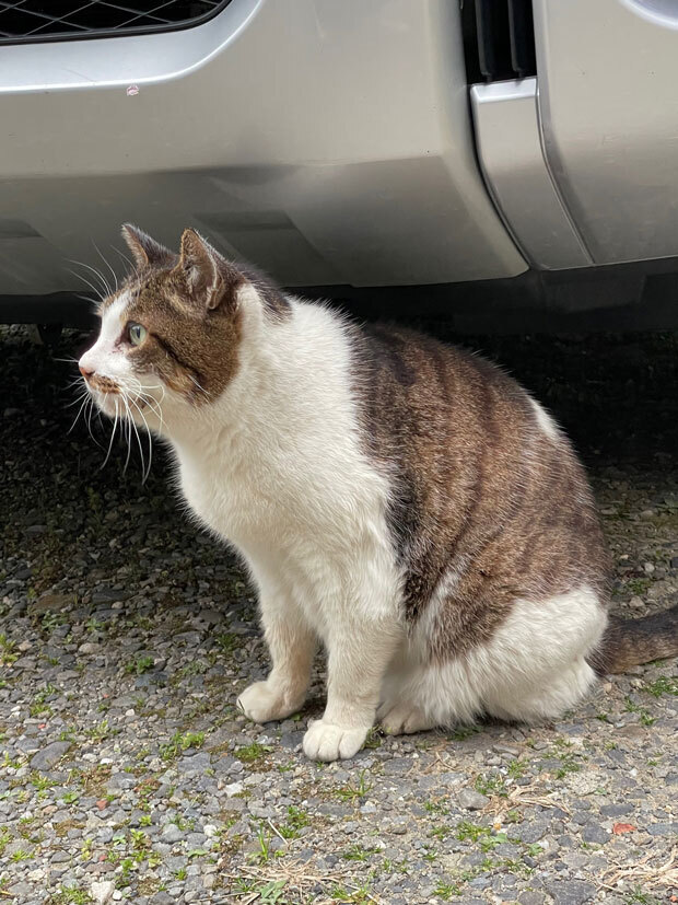 sumomo365_202104_Outside_cat_02.jpg