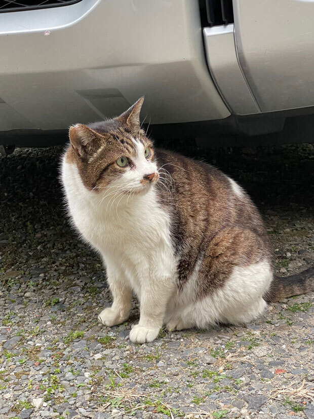 sumomo365_202104_Outside_cat_03.jpg