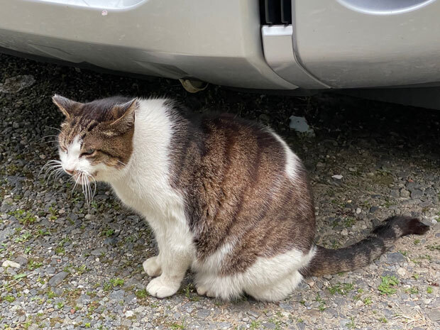 sumomo365_202104_Outside_cat_04.jpg