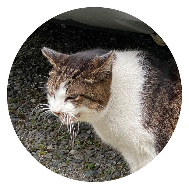 sumomo365_202104_Outside_cat_05.jpg