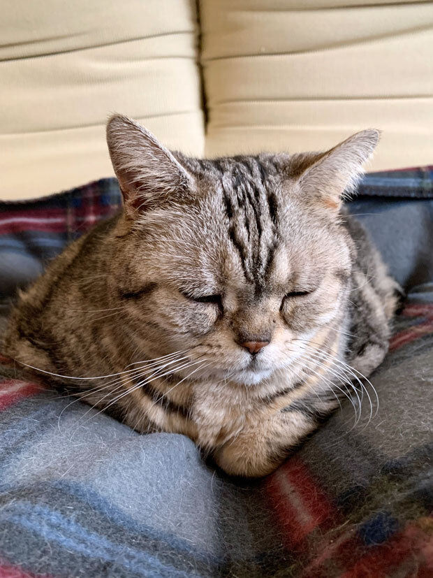 sumomo365_202104_Outside_cat_06.jpg