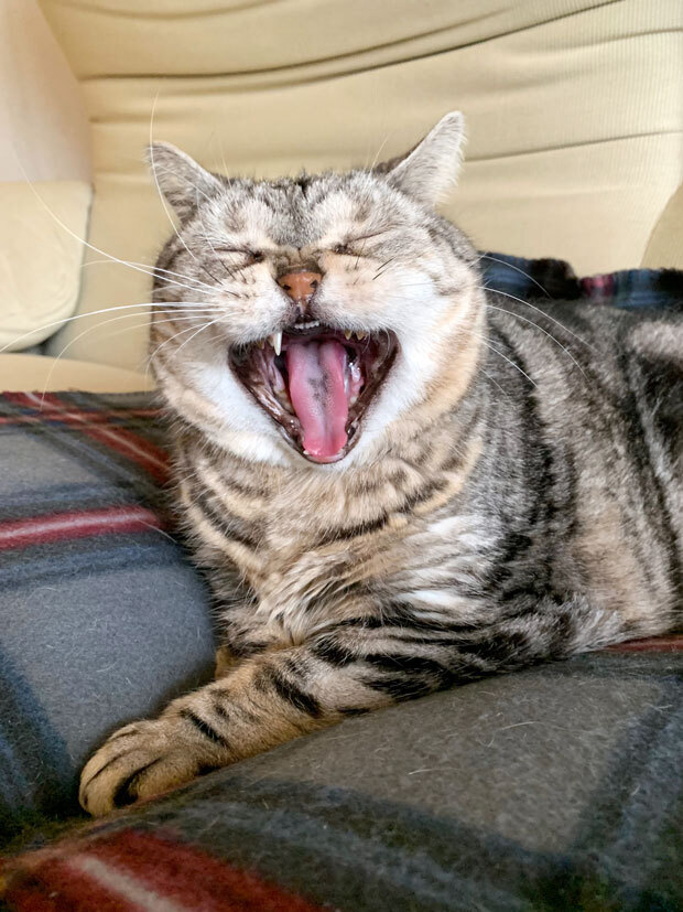 sumomo365_202104_Outside_cat_07.jpg