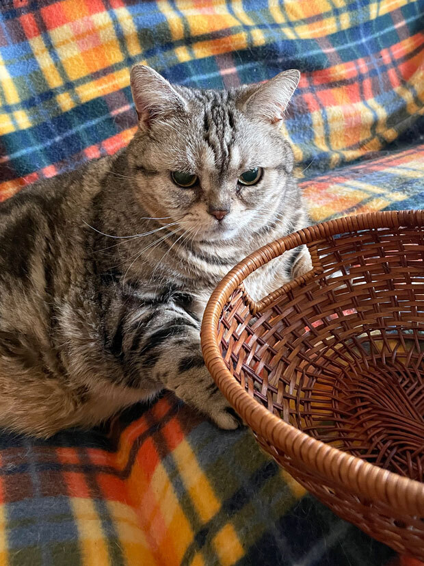 sumomo365_202105_Basket_Cats_00.jpg
