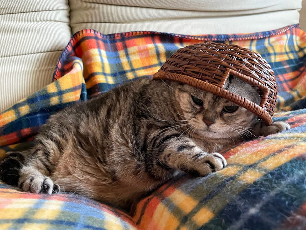 sumomo365_202105_Basket_Cats_01.jpg