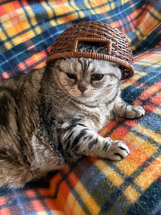 sumomo365_202105_Basket_Cats_03.jpg