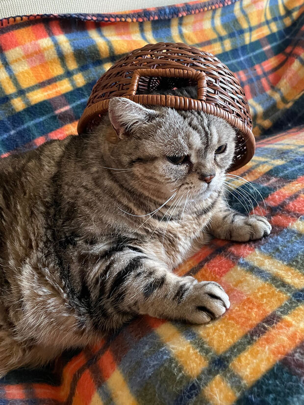sumomo365_202105_Basket_Cats_04.jpg