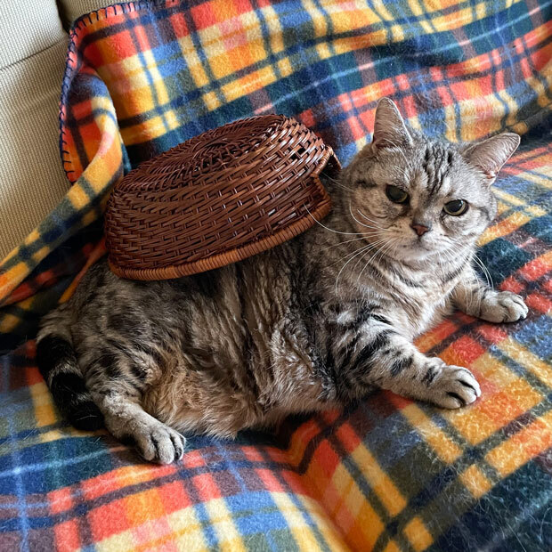 sumomo365_202105_Basket_Cats_05.jpg