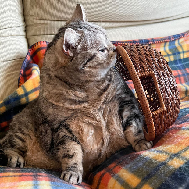 sumomo365_202105_Basket_Cats_07.jpg