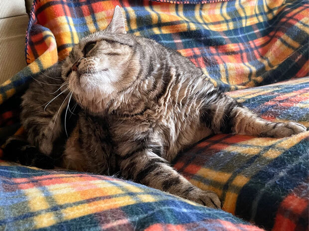sumomo365_202105_Basket_Cats_09.jpg