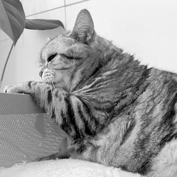 sumomo365_202105_Cat_tempo_00_0505.gif