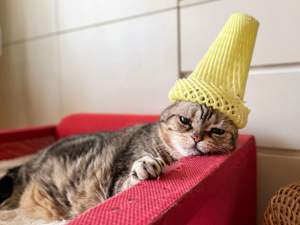sumomo365_20210608_hat_02.jpg