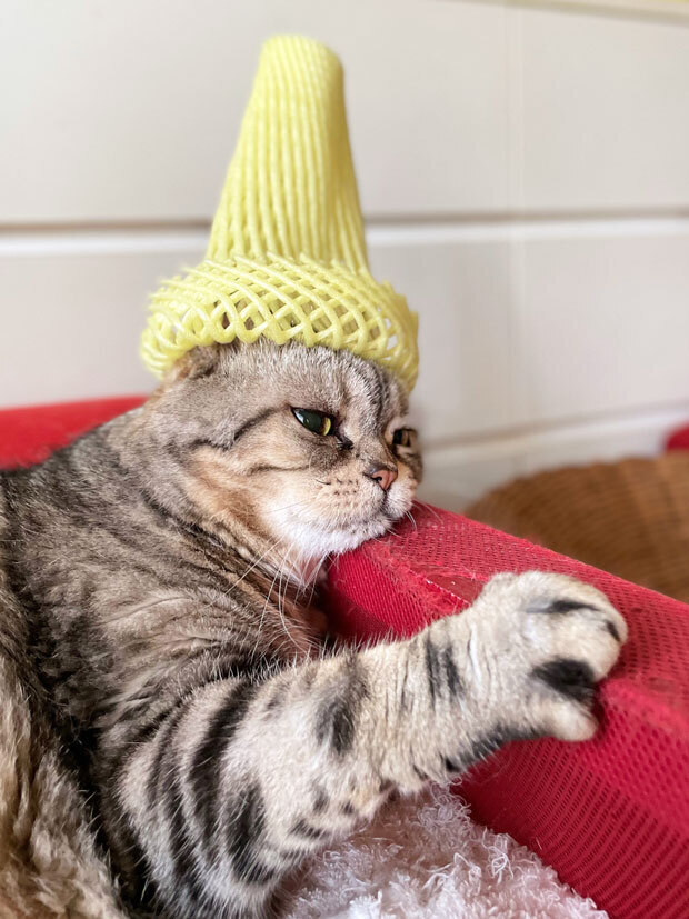sumomo365_20210608_hat_03.jpg
