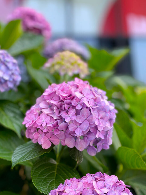 sumomo365_20210615_hydrangea_00.jpg