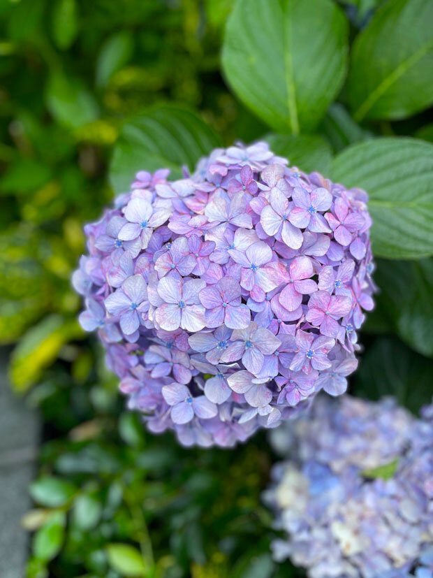 sumomo365_20210615_hydrangea_01.jpg