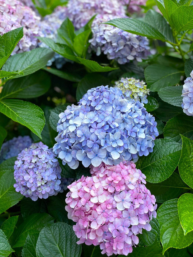 sumomo365_20210615_hydrangea_02.jpg