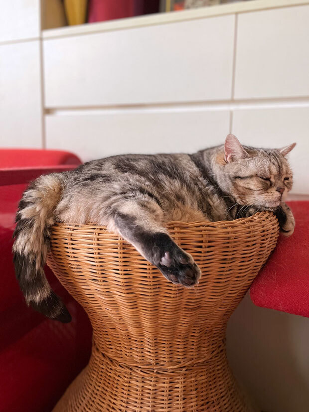 sumomo365_202107_Cat_paw_01.jpg