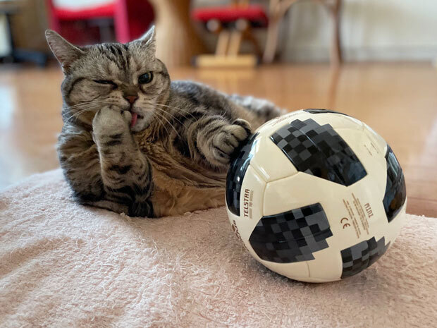 sumomo365_202107_Cat_radio_04.jpg