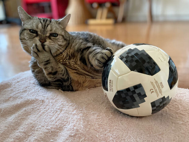 sumomo365_202107_Cat_radio_05.jpg