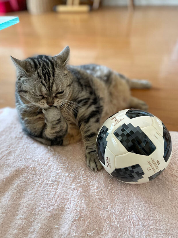 sumomo365_202107_Cat_radio_06.jpg