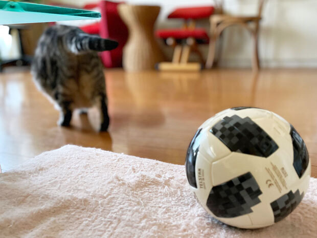 sumomo365_202107_Cat_radio_07.jpg