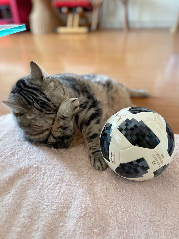 sumomo365_202107_Cat_radio_08a.jpg