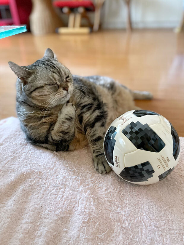 sumomo365_202107_Cat_radio_08b.jpg