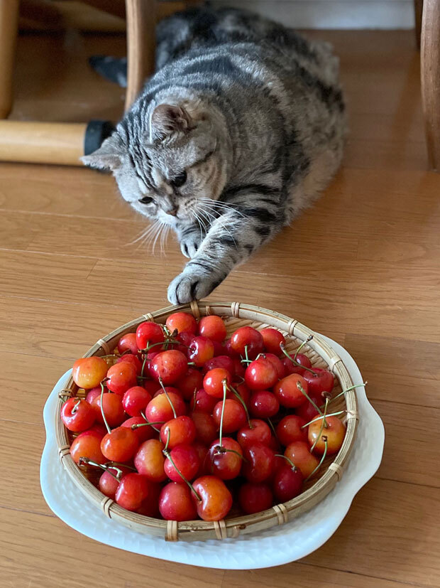 sumomo365_202107_Cherry_gift_03.jpg