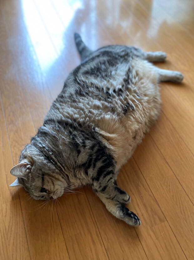 sumomo365_202107_Falling_cat_00.jpg