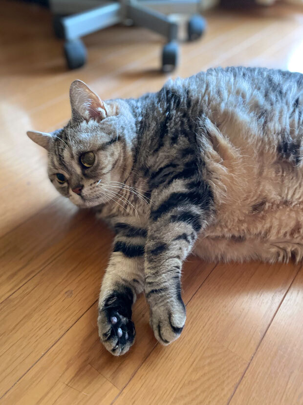 sumomo365_202107_Falling_cat_02.jpg
