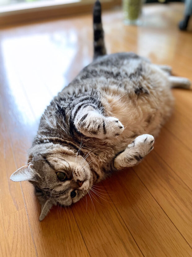 sumomo365_202107_Falling_cat_04.jpg