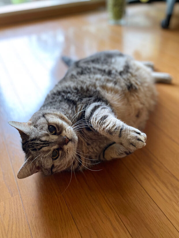 sumomo365_202107_Falling_cat_05.jpg