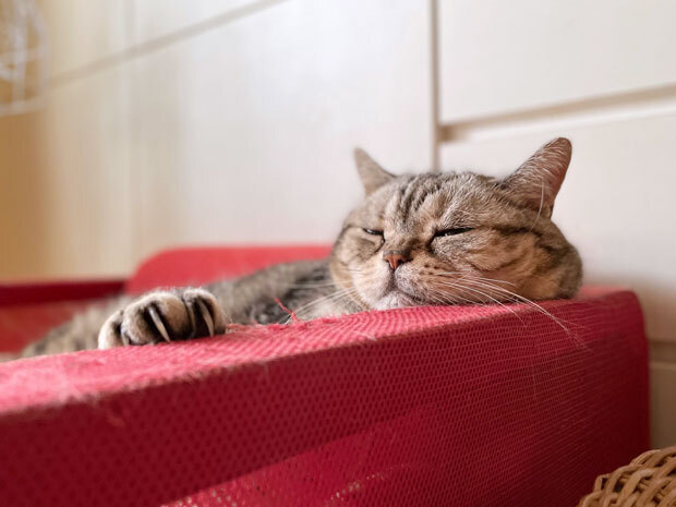 sumomo365_202107_sleepy_00.jpg