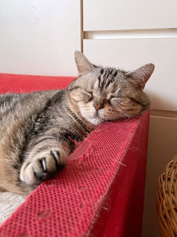 sumomo365_202107_sleepy_01.jpg