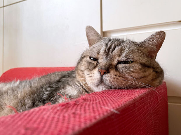 sumomo365_202107_sleepy_04.jpg