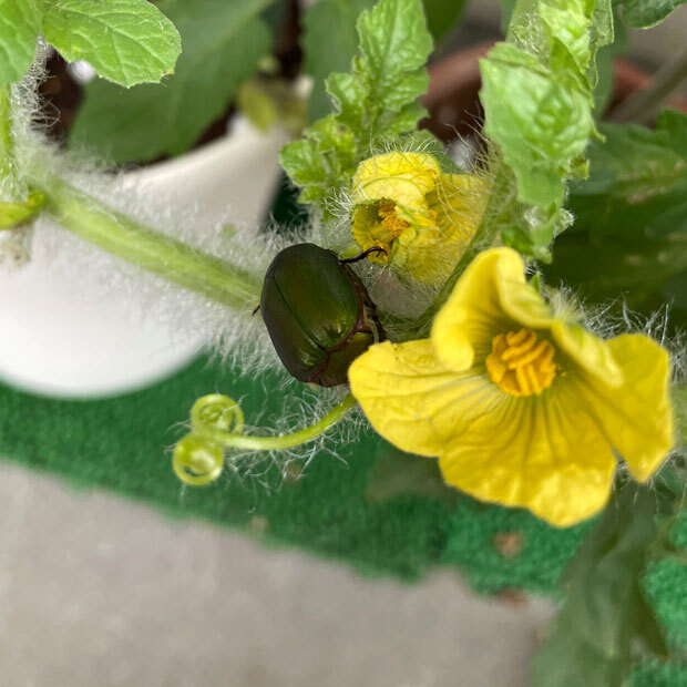sumomo365_202107_watermelon_Scarab_beetle_00.jpg