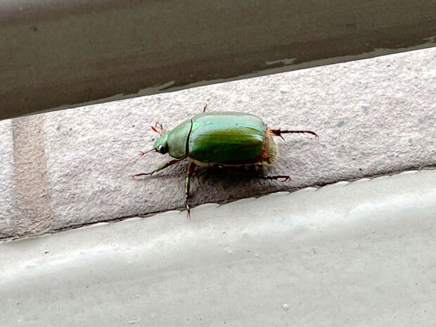 sumomo365_202107_watermelon_Scarab_beetle_01.jpg
