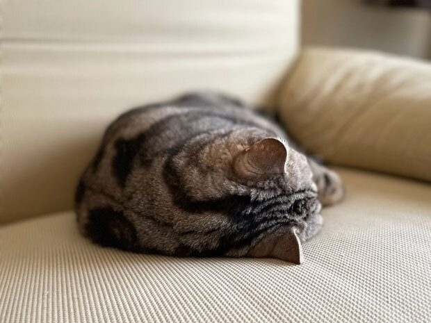 sumomo365_202108_sofa_01.jpg